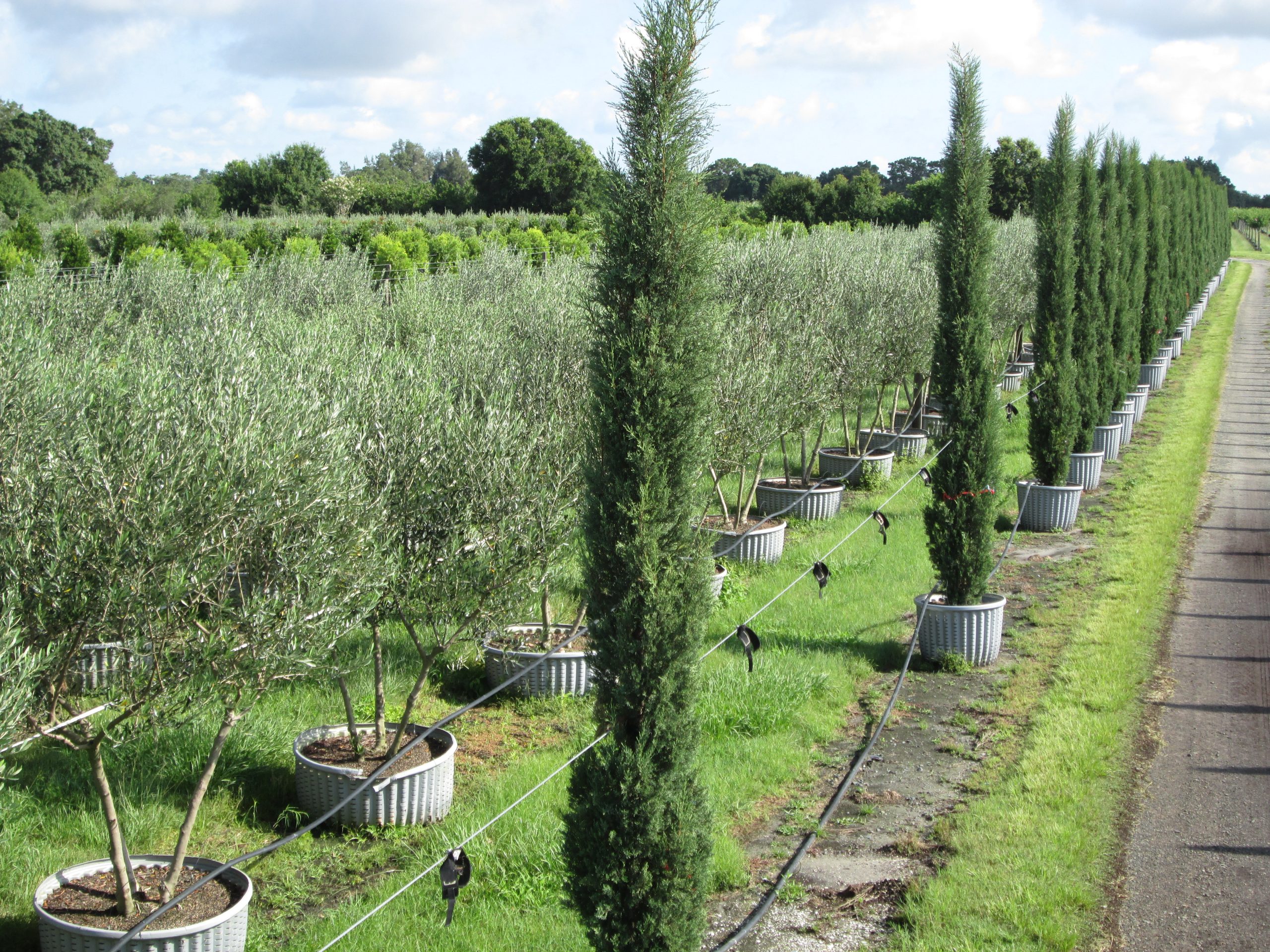 Olive 100g web site 062314