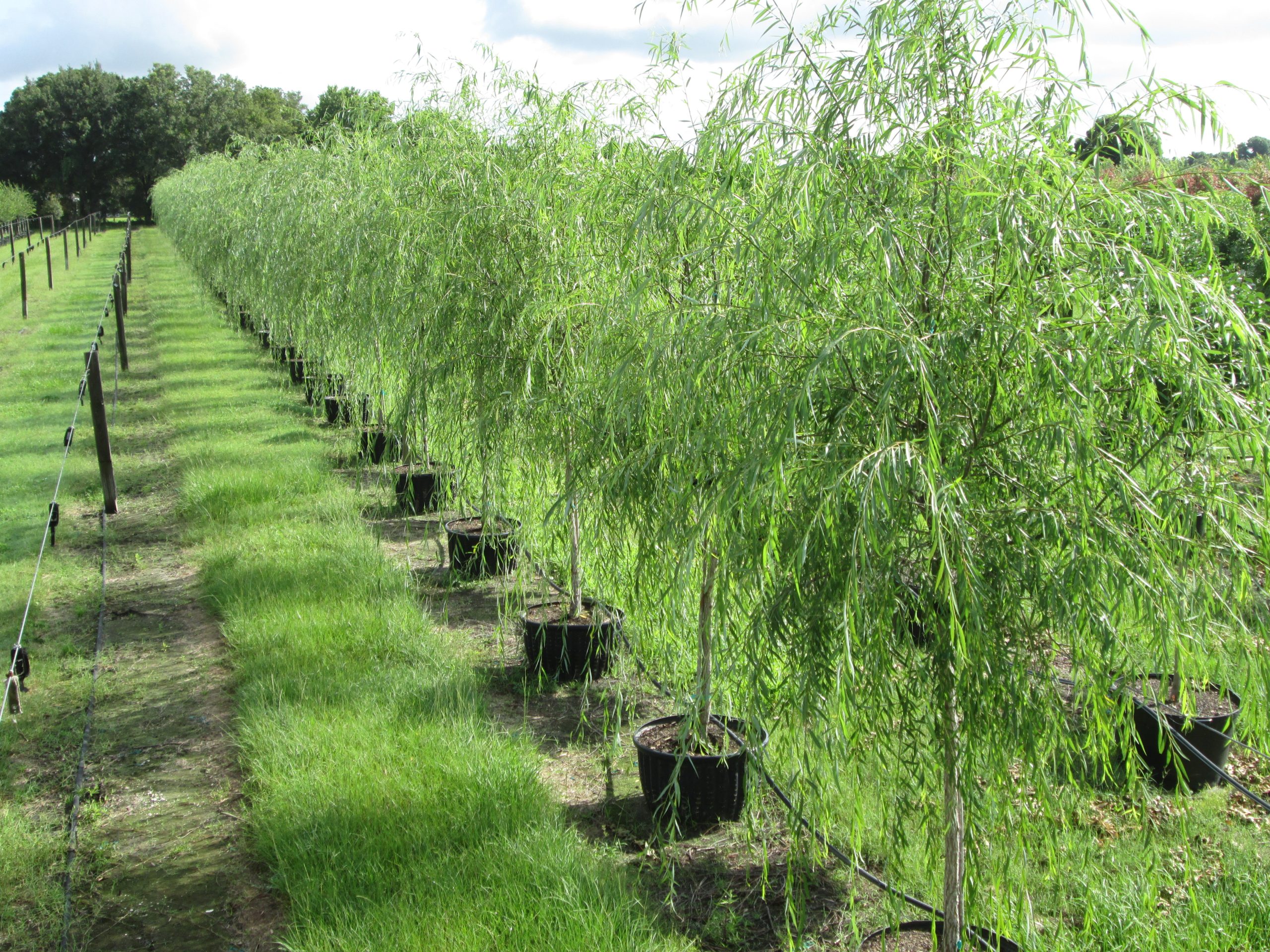 Weeping Willow wed site 062314
